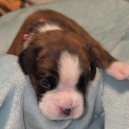 Pink girl - Brindle female Boxer puppy in Titusville, Florida from Saskobox