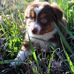 Red Tri Male, Two, Red Copper highlights - Red tri male Miniature Australian Shepherd puppy in Parma, Idaho from Arena Valley Acres