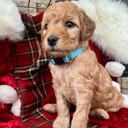 Figgy - Red  female Goldendoodle puppy in Boise, Idaho from Goldendoodle Baby