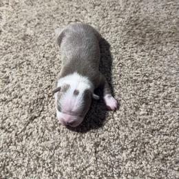 Liliac Tuxedo Girl 1 - Lilac female Boston Terrier puppy in Red Rock, Arizona from Knucklez Kids