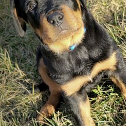 Rottweiler Puppies from Vom Gryphonberg