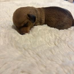 CKC Registered Shaded Red Mini Shorhair Male - Sable male Dachshund puppy in Canyon Lake, Texas from M&Ms Dachshunds of Central Texas