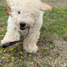 Goldendoodle Puppies from SurreyDoodles