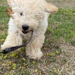 Goldendoodle Puppies from SurreyDoodles