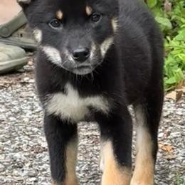Mio - Black & tan female Shikoku Ken puppy in Charleston, West Virginia from Kiseki No Yama