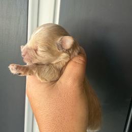 Solid red male (Butch) - Wheaten male Miniature Schnauzer puppy in Bluffdale, Utah from Mountain Point Schnauzers