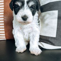 Miniature Schnauzer Puppies from Rolling Hills Schnauzers
