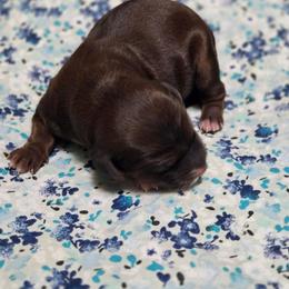 Boy 2 - Sable male Goldendoodle puppy in Crawfordsville, Iowa from DoodleBlessings