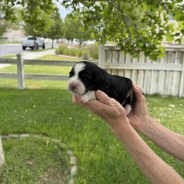 Mia - Tri-color female Bernedoodle puppy in Las Vegas, Nevada from Perfect Bernedoodles