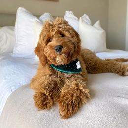Bernedoodle and Goldendoodle All Grown Up from Dainty Doodle Dogs