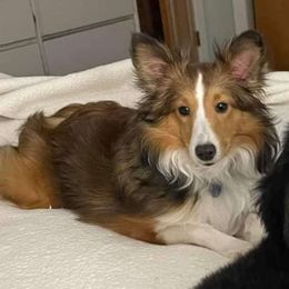 Roxy - Shetland Sheepdog