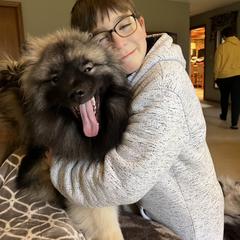 Keeshond Puppies from Peregrine Keeshond