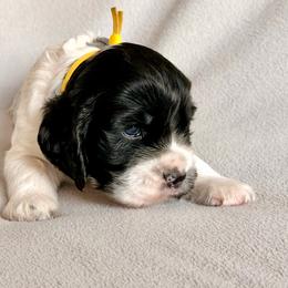 Hercules - Black and white male Cocker Spaniel puppy in Lily, Wisconsin from Sylvan Acres Spaniels