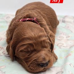Arf - Red  male Goldendoodle puppy in Neillsville, Wisconsin from Granton Creek