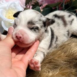 Paris - Blue merle female Miniature Australian Shepherd puppy in Chelsea, Oklahoma from Elite Puppies of Oklahoma, LLC