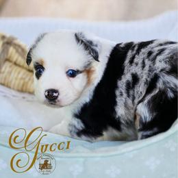 Gucci - Blue merle female Miniature Australian Shepherd puppy in Ennis, Texas from God’s Little Aussies