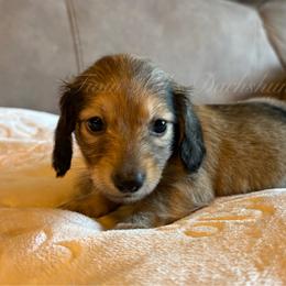 Clarabella - Cream female Dachshund puppy in Jonesboro, Illinois from Twin Hills Dachshunds
