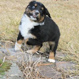 Noel BTM2 - male Miniature Australian Shepherd puppy in Elgin, Oregon from LongMile Aussies