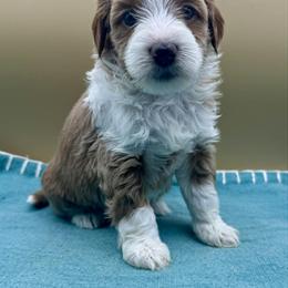 Julep - Apricot female Goldendoodle puppy in Hendersonville, North Carolina from Kim's Cove