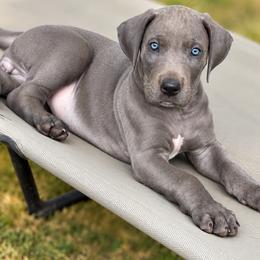 Billy - Blue female Great Dane puppy in Ottumwa, Iowa from Robin's Great Danes