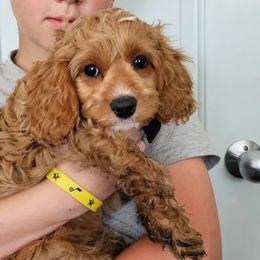 Blue Boy - Red Cavapoo puppy in Davis County, Utah from Prince Pups