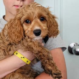 Blue Boy - Red Cavapoo puppy in Davis County, Utah from Prince Pups