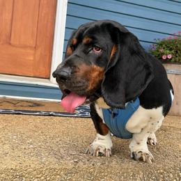 Snoop Dogg - Black tan and white male Basset Hound puppy in Richmond, Kentucky from Walters Hollow Hounds