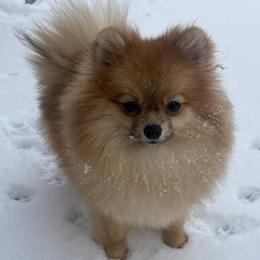 Polly - Pomeranian