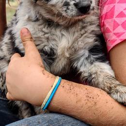 Australian Shepherd Puppies from Southern Boy Blues Aussies