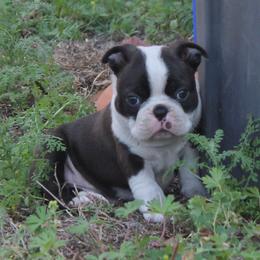 Nick (New Video) - Brindle and white male Boston Terrier puppy in Brooksville, Florida from I Love Pups