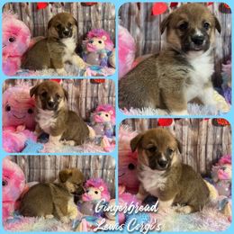 Australian Shepherd and Pembroke Welsh Corgi Puppies from Lewis Aussie’s & Corgi’s