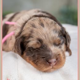 Grettle - Merle female Cockapoo puppy in Connersville, Indiana from Deaz Doodle Ranch