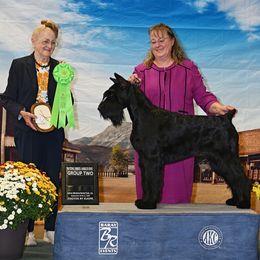 IRA - Giant Schnauzer