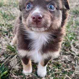Poppy - Red tri female Toy Australian Shepherd puppy in Miami, Oklahoma from HighEnd Aussies