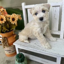 Taylor - Wheaten female Miniature Schnauzer puppy in Independence, Missouri from Crown Schnauzers KC
