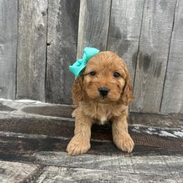 Rosie - Cream female Cockapoo puppy in Mint Hill, North Carolina from DoodleForever