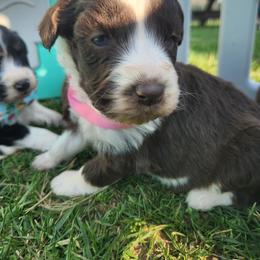 Female 2 - Red tri-color female Aussiedoodle puppy in Mouth Of Wilson, Virginia from Holly Ridge Aussies, Aussiedoodles & Corgis