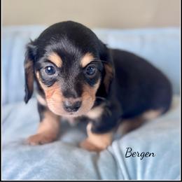 Bergen - Black and cream male Dachshund puppy in Livingston, Louisiana from DivaDoxi