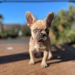 Princess Leia - Fawn female French Bulldog puppy in San Diego, California from Forbes List Frenchies