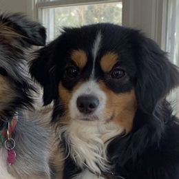 Toy Australian Shepherds from Pairadice puppies