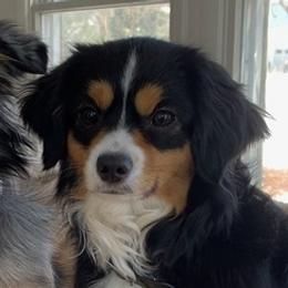 Toy Australian Shepherds from Pairadice puppies