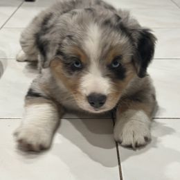 Miniature Australian Shepherd Puppies from Bear River Ranch