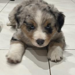 Miniature Australian Shepherd Puppies from Bear River Ranch