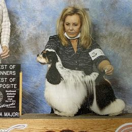 Tammy - Cocker Spaniel