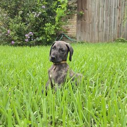 Doberman Pinscher and Great Dane Puppies from Draggin Dobermans & Great Danes