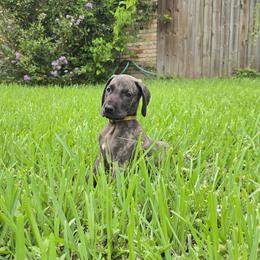 Doberman Pinscher and Great Dane Puppies from Draggin Dobermans & Great Danes