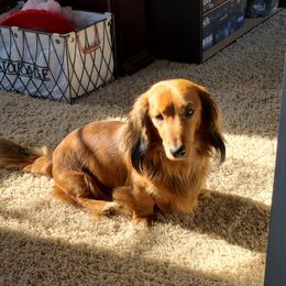 Apollo - Dachshund
