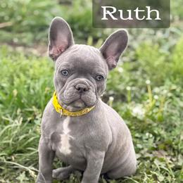 Ruth - Blue female French Bulldog puppy in Ottawa, Kansas from Hey Hey Frenchies