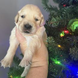 Blue male - Golden male Golden Retriever puppy in Jesup, Georgia from Painted Platinum Retrievers (Painted Platinum Kennel) PPK
