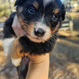 Amor - Black tri male Miniature Australian Shepherd puppy in Dunnellon, Florida from Ever After Mini Aussies